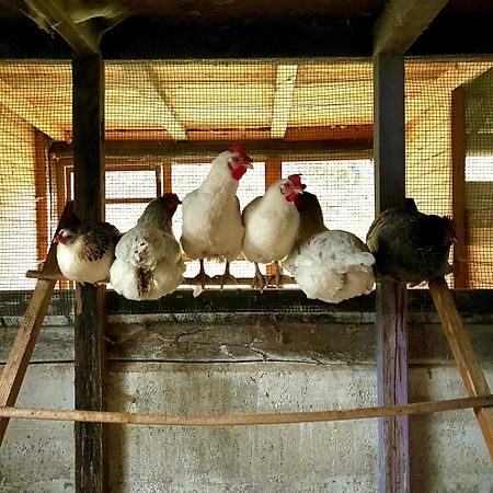 Grandola ed Uniti Agriturismo La Vecchia Chioderia מראה חיצוני תמונה